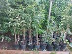 Laagstam fruitbomen in pot: appel, peer, kers,pruim,abrikoos, Ophalen, Lente, Volle zon, In pot