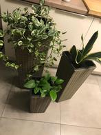 Plantes, Halfschaduw, Vaste plant, Ophalen of Verzenden, Overige soorten