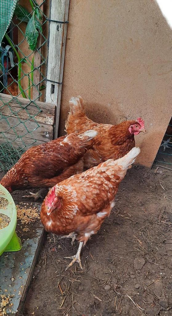 Bruine legkippen 7.5 euro per legkip leggen goed eieren, Dieren en Toebehoren, Pluimvee