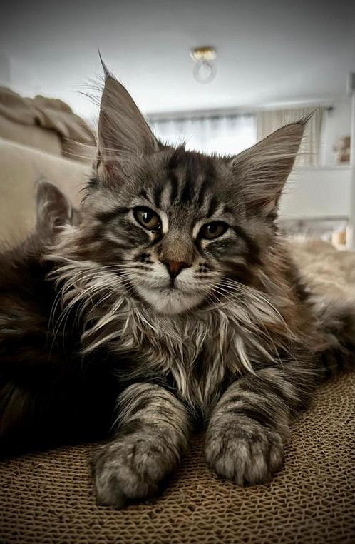 Maine Coon kittens beschikbaar, Animaux & Accessoires, Chats & Chatons | Chats de race | Poil long, Plusieurs animaux, 0 à 2 ans