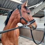 3 jarige zéér leuke ruin 😍, Springpaard, Ruin, 3 tot 6 jaar, 160 tot 165 cm