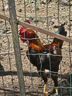 Engelse Groothoen, Dieren en Toebehoren, Pluimvee