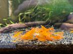 Orange sakura garnalen, Dieren en Toebehoren, Vissen | Aquariumvissen, Kreeft, Krab of Garnaal, Zoetwatervis, Schoolvis