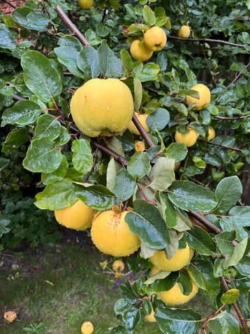 VERS BIOLOGISCH KWEEPEREN KWEEPEER FRUIT KOKEN beschikbaar voor biedingen