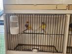 Gouldamandine, Dieren en Toebehoren, Vogels | Overige Vogels