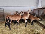 Kameroen schapen, Dieren en Toebehoren, Schapen, Geiten en Varkens, Meerdere dieren, Schaap, 0 tot 2 jaar