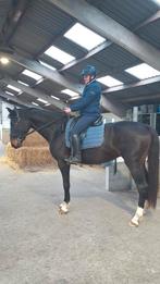 3 knappe jonge dressuurmerries, Dieren en Toebehoren, Paarden, Merrie, Gechipt, Dressuurpaard, Zadelmak