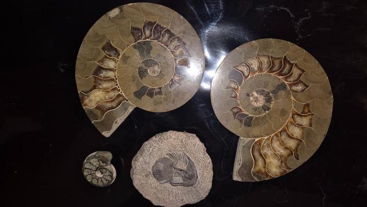 Fossielen/koraal en meteoriet, Verzamelen, Mineralen en Fossielen, Fossiel, Ophalen of Verzenden