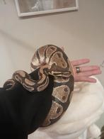 1.0 Ball python, Serpent, 3 à 6 ans