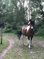 Paddock Paradise in Betekom, Dieren en Toebehoren, Weidegang