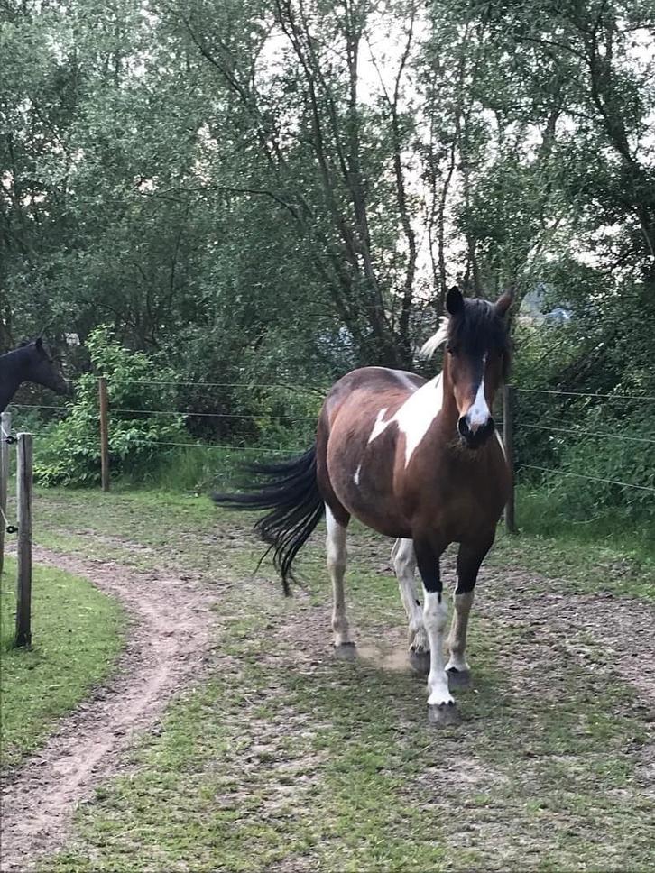 Paddock Paradise in Betekom, Dieren en Toebehoren, Stalling en Weidegang, Stalling, Weidegang