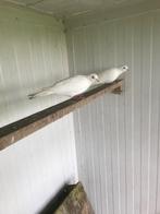 Witte bruidsduiven