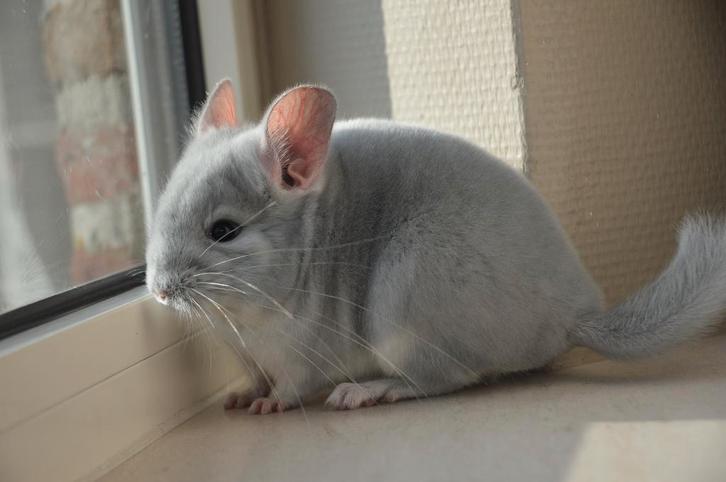 chinchilla blue diamond bokje, Dieren en Toebehoren, Knaagdieren, Mannelijk, Chinchilla, November