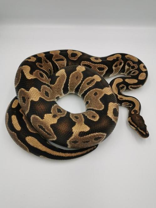 1.1 Adult pair het dreamsicle (lavender albino/piebald), Dieren en Toebehoren, Reptielen en Amfibieën