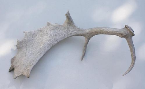 Groot DAMHERT GEWEI - 70 cm - afwerpstang - 1,29 kg, Verzamelen, Dierenverzamelingen, Gebruikt, Gewei of Kop, Hert, Ophalen of Verzenden