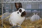 Reuzevlinder konijnen gezocht in Havana, Grand, Femelle, 0 à 2 ans