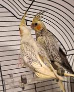 2 valkparkiet pop en man, Dieren en Toebehoren, Tam