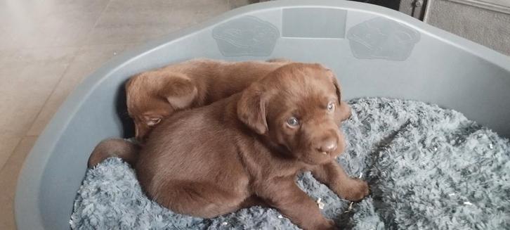 labrador retriever pups (reutjes), Dieren en Toebehoren, Honden | Retrievers, Spaniëls en Waterhonden, Reu, Labrador retriever