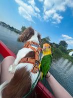 Tijdelijke opvang papegaaien vakantie ,zie omschrijving,, Dieren en Toebehoren, Vogels | Parkieten en Papegaaien