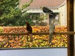 Parkieten, Dieren en Toebehoren, Vogels | Parkieten en Papegaaien, Meerdere dieren, Parkiet