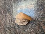 Fossile de dent de Mosasaure, Enlèvement ou Envoi, Fossile