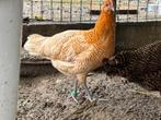 Goudbrakel en goudwitgebande brakel, Dieren en Toebehoren