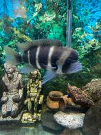 Frontosa