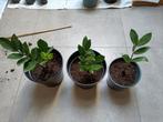 Zamioculcas stekjes S, Huis en Inrichting, Kamerplanten, Minder dan 100 cm, Halfschaduw, Ophalen