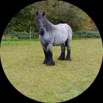 Fokmerrie. Trekpaard. Drachtige, Dieren en Toebehoren, Merrie