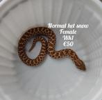 Haakneus normal het snow, Dieren en Toebehoren, Reptielen en Amfibieën