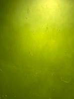 Phytoplankton Tetraselmis 4€/L, Dieren en Toebehoren, Ophalen, Zo goed als nieuw