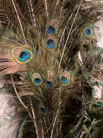 Pauwveren, Huis en Inrichting, Woonaccessoires | Droogbloemen, Ophalen, Zo goed als nieuw