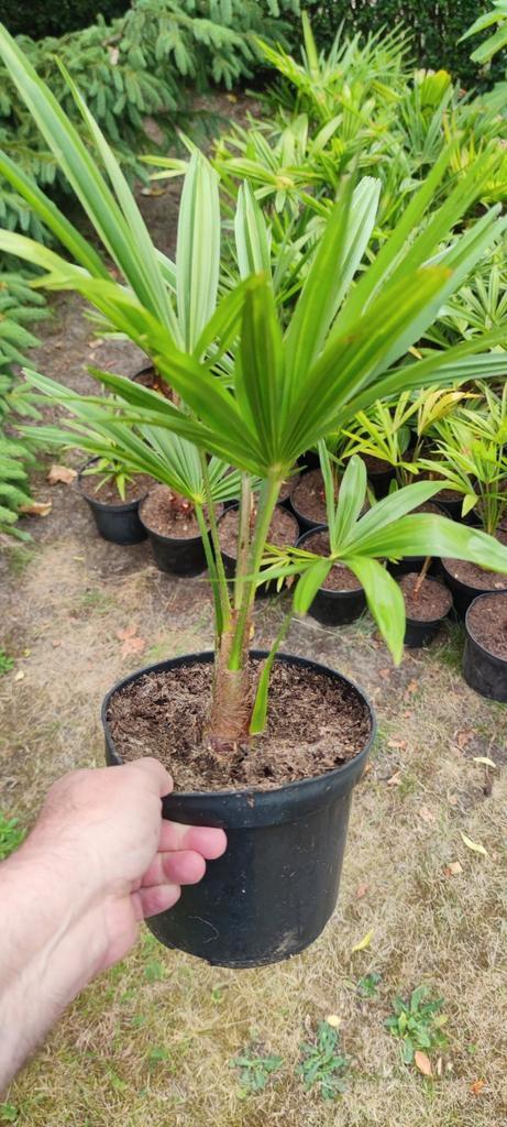 Trachicarpus Fortunei, Tuin en Terras, Planten | Tuinplanten, Ophalen