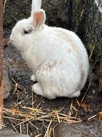 Gratis volwassen mannetjes konijn, Dieren en Toebehoren, Konijnen, Dwerg, Hangoor