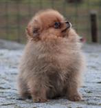 Dwergkees pups, Dieren en Toebehoren, België, Keeshond, Reu, CDV (hondenziekte)