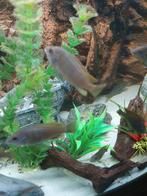 Tiental nakweek jong volwassen Malawi cichliden, Dieren en Toebehoren, Vissen | Aquariumvissen