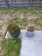Buxus in mooie bloempot, Ophalen