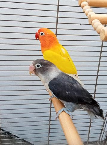 2 inséparables avec une belle cage, Animaux & Accessoires, Plusieurs animaux, Perruche