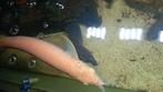 Arowana albinos, Dieren en Toebehoren, Vis, Zoetwatervis