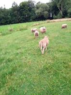 Kruising schaap texel x Charollais te koop, Meerdere dieren, Schaap
