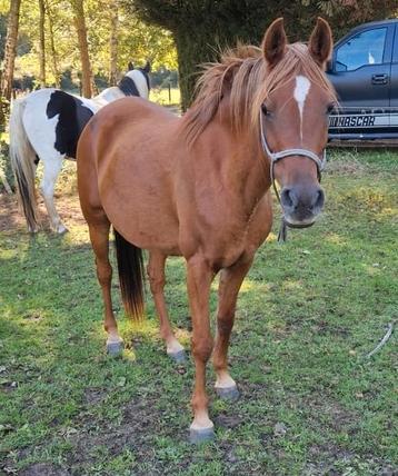 Arabische volbloed merrie beschikbaar voor biedingen