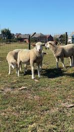 Mooie ile de France bokken, Dieren en Toebehoren, Schapen, Geiten en Varkens, Mannelijk, Schaap, 0 tot 2 jaar