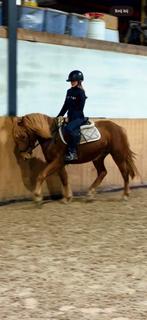 Bloedmooie 4 jarige d pony merrie, Dieren en Toebehoren, Pony's, Merrie, Zadelmak, 3 tot 6 jaar, Gechipt