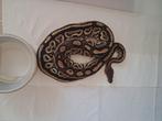Bongo hurricane het clown, Dieren en Toebehoren, Reptielen en Amfibieën, Slang, 0 tot 2 jaar
