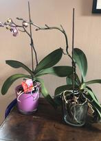 Orchideeën • plant • decoratie, Ophalen