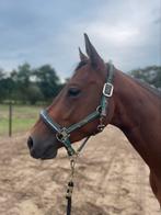 4 jarige Quarter ruin, Dieren en Toebehoren, Ruin, Minder dan 160 cm, Westernpaard, 3 tot 6 jaar