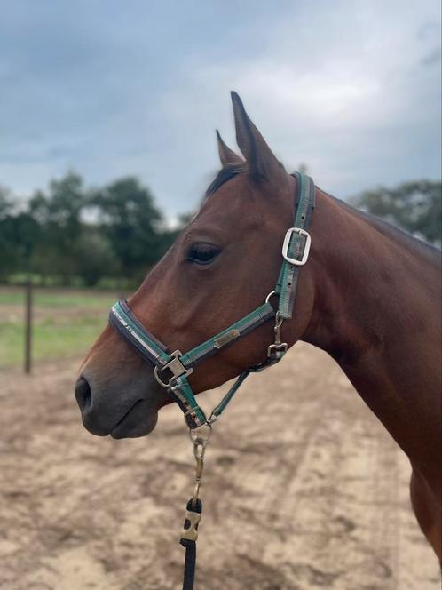 4 jarige Quarter ruin, Dieren en Toebehoren, Paarden, Ruin, Minder dan 160 cm, 3 tot 6 jaar, Westernpaard