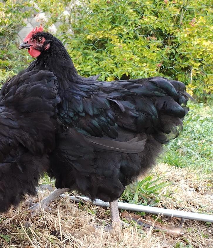Twee zwarte Orpington hanen van 2025, Dieren en Toebehoren, Pluimvee