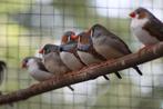 Zebravinken te koop – wit & grijs, Meerdere dieren