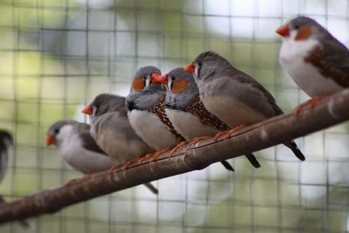 Zebravinken te koop – wit & grijs, Dieren en Toebehoren, Vogels | Kanaries, Meerdere dieren
